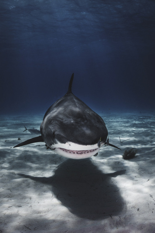 XXX envyavenue:  Shark Week photo