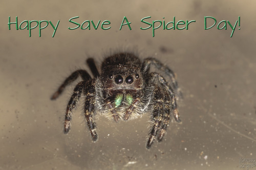 So, for Save a Spider Day on March 14th - I saved a spider.  This is a local Phidippus audax who was