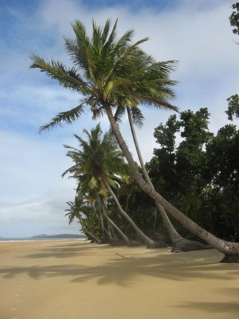 oceaniatropics:  coconut trees on mission beach, queensland, australia
