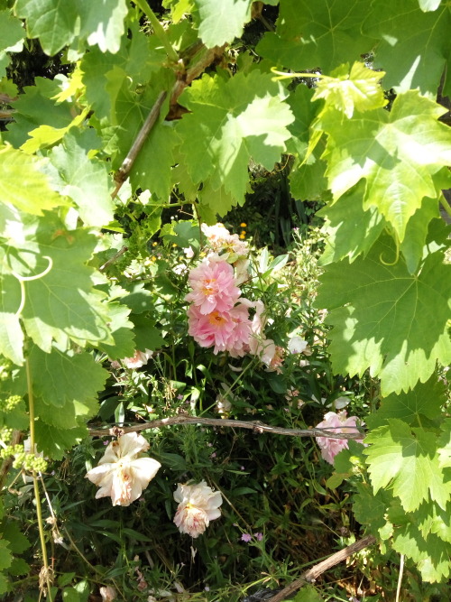 27/Jun/2016Grandpa isn’t here anymore, but the flowers he lovingly planted for grandma are sti