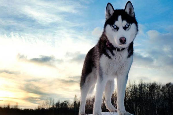 Chó Husky  “ Chó Husky Sibir (Sibirsky hasky) có xuất xứ từ vùng Đông Bắc Siberian, nước Nga. Giống chó này được nuôi để kéo xe vì chúng có khả năng chạy rất nhanh và khỏe. Tuy nhiên, về sau Husky dần được nhiều người yêu thích và nuôi như thú cưng...