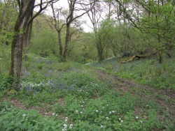 morigrrl:  Bluebells and wild garlic 