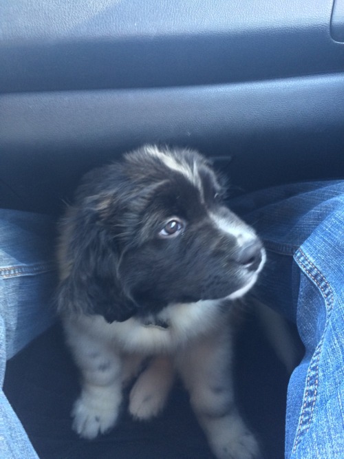 legalwifi: rorsharts: Some of my fav car shots of Theo THIS DOG IS ADORABLE