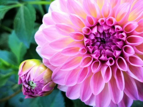 Pink dahlia