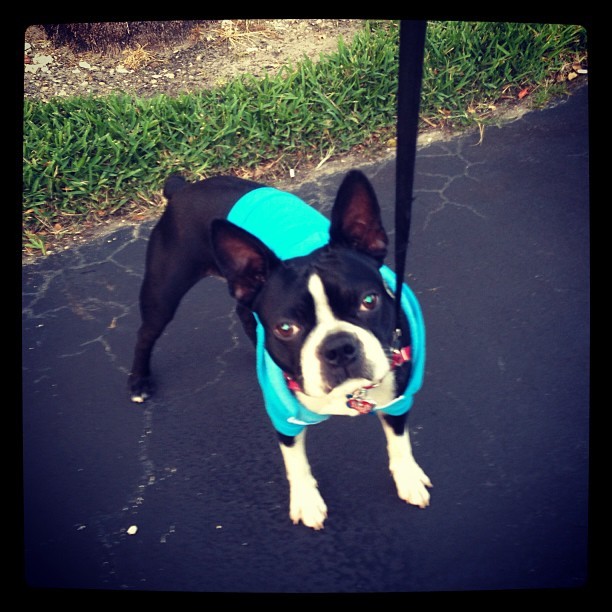 My handsome in his new hoodie ðŸ¾ #lagift #boston #monster #helovesit #babyblue