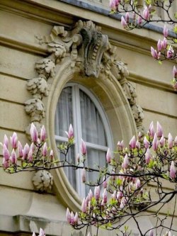 vintagepales:  Windows of Paris 