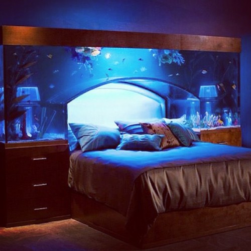 Awesome bed! #fish #aquarium #bed #custom porn pictures