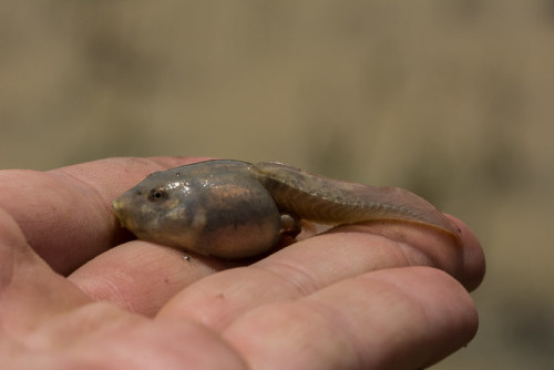 toadschooled:Here we see a tadpole specimen of the New Mexico spadefoot toad [Spea multiplicata], br