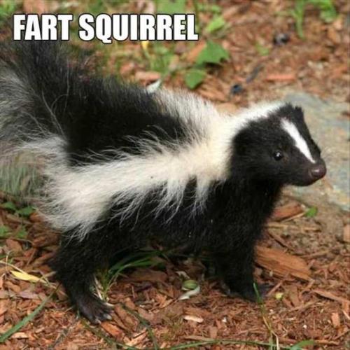 What Animals Should Really Be Called.