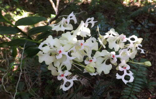  Cryptopus elatus, in situ, Saint-Pierre, Réunion.Orchidaceae: Angraecinae.By chris simiand. [1] [2]