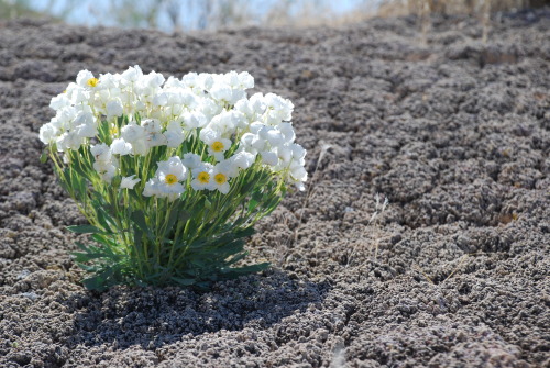 mypubliclands: Gypsym Addiction For Endangered Species Day we want to highlight the dwarf bearclaw p