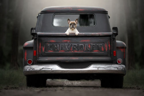 Dog photographer Sandra Helsocht created these charming images of adorable pooches in their owners&r