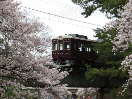 minuga-hana:  Sakura (Cherry Blossoms) and Hankyu Railway in Shukugawa Park, Nishinomiya最後は、桜と阪急電車で〆