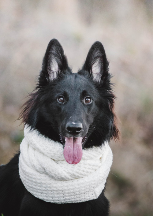 tundratails:if u put dogs in scarves u get………this