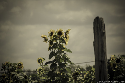 Sunflowers on a country road