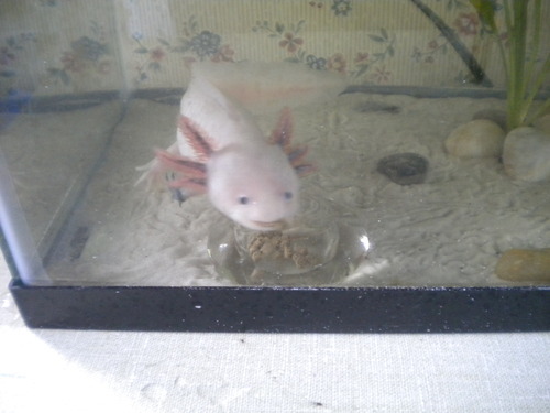 koryos:  koryos:  so i’ve been experimenting with ways to make the axolotls’ feeding less messy and i found these tiny candleholders that looked perfect but i put food in one for moony and he keeps biting the sides and going all around it and he