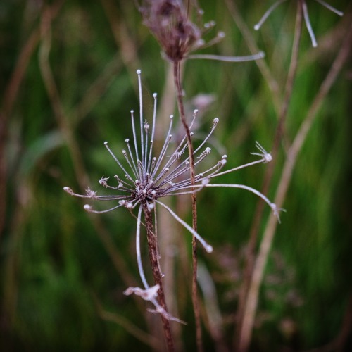 nature’s sparklers