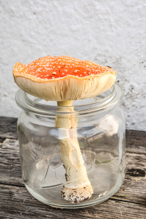 misfitgardens: Fly agaric