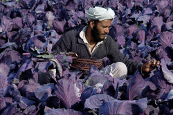 fotojournalismus:  An Afghan farmer works in turnip fields on the outskirts of Mazar-e-Sharif on Jan. 27, 2014. (Mustafa Najafizada/AP)