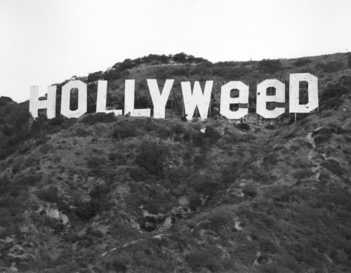 netrino1111:  Hollyweed 