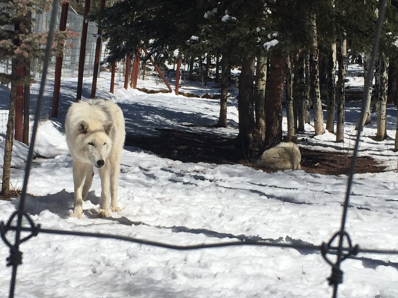lesless:Colorado Wolf Sanctuary, 2015