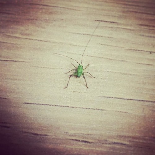 Made a friend (again) at work. Thought it was a green fly until it began hopping everywhere.