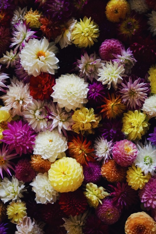 expressions-of-nature:Dark Dahlias by Meg Amey