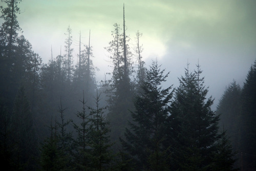 SWIRLING MOUNTAIN MISTS IN THE MORNING ON THE HOPE PRINCETON HIGHWAY, BC by vermillion$baby on Flick