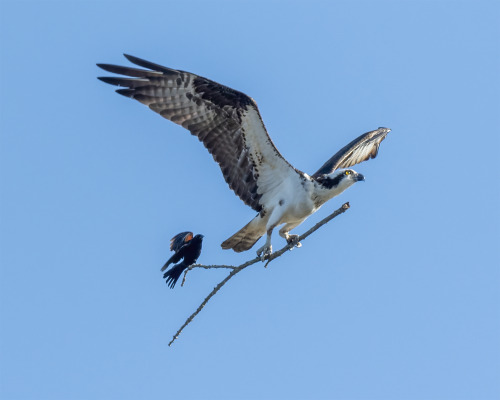 itscolossal:An Opportunistic Red-Winged Blackbird Catches a Ride on an Osprey’s Stick