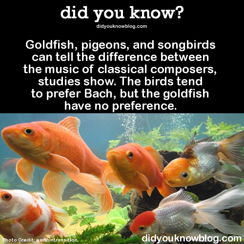 did-you-kno:Goldfish, pigeons, and songbirds can tell the difference between the music of classical 