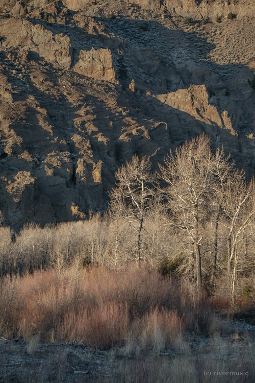 Willow and cottonwood catch the last light of sundown, Shoshone National Forest, Wyoming: © riv