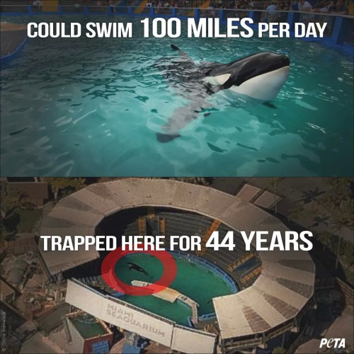 soulfish:  hippielove28:  4shits-andgiggles:  It’s criminal  I know it is criminal… So sad.  watch BLACKFISH 