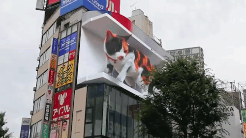 laughingsquid: A Hyperrealistic Giant Meowing 3D Calico Cat on a Billboard Towers Over Tokyo’s Busy 