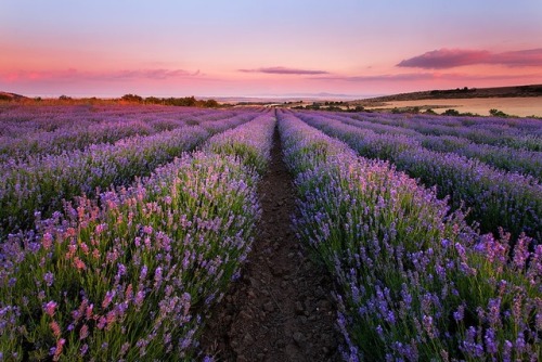 te5seract:The Shades of Violet & Lavender Summer by Pavel Pronin