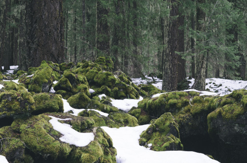 cascadian-shit-potatoes: Willamette National Forest, Oregon