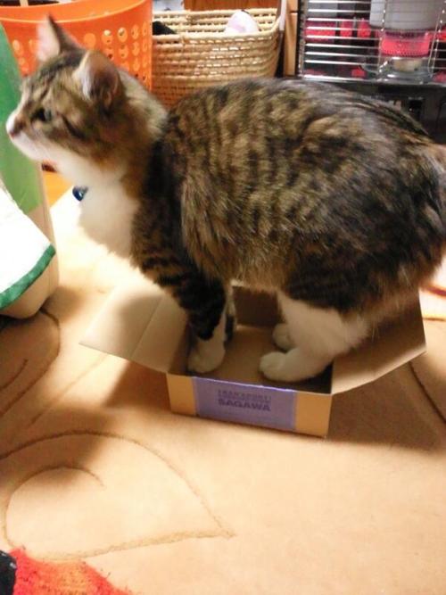 cat-pic:  　入ります。そこに箱がある限り…