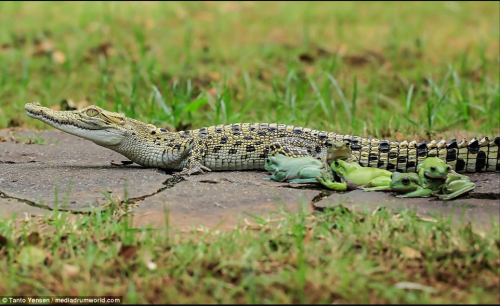 snailsnack:Yes..very good..five froggies just sittin on an alligator..