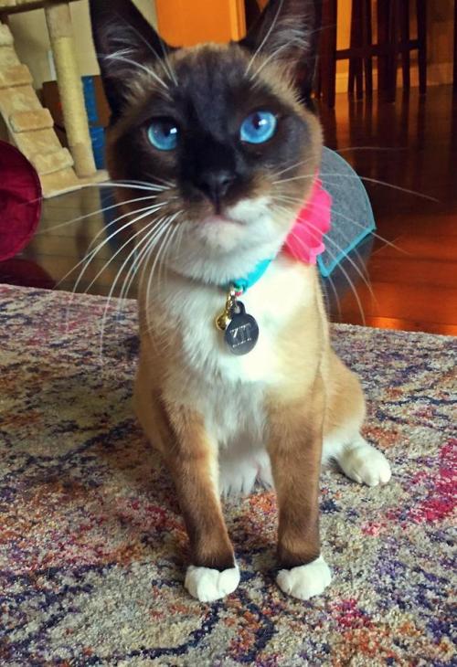 awwww-cute:  We are pretty sure the cat we picked up at the shelter is a Disney princess’ (Source: http://ift.tt/2HAwVWN)  😍😍😍