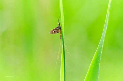 Mayflies