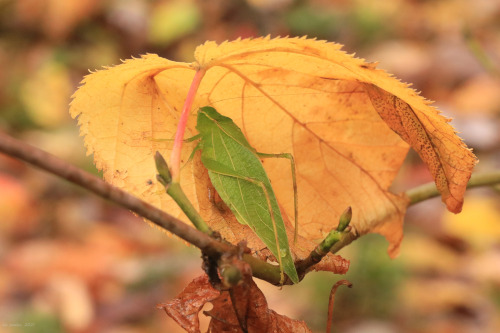 A greater angle-winged katydid (Microcentrum rhombifolium) seeks shelter in the hollow of a leaf on 