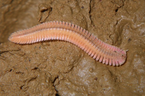 humblegrub:onenicebugperday:Brachycybe lecontii millipedes, native to North AmericaPhoto 1 byMarshal