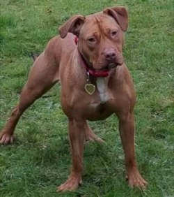 #KarmaDee now 😍😍 fully well and in her #furever home 😍 the #transformation is #madness!! #love #care #exercise 👊👊 #rescued #rescuedog #rescuedogs #rescuedogsrock #rescuedogsrescueyou #dogrescue #dogrescuer #endbsl #antibsl #rednose #pitbull