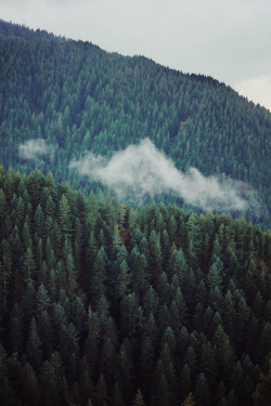 expressions-of-nature:  by Nicole MarkDevil’s