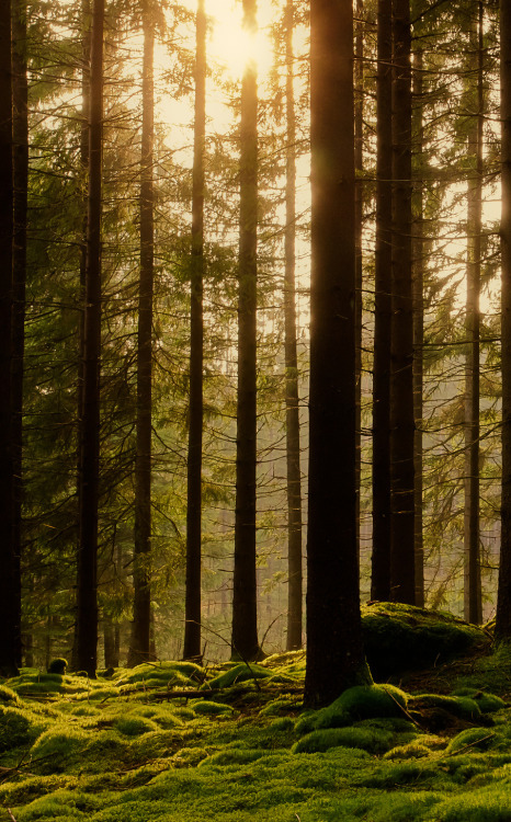 tracirearden:{Forest Moment}
