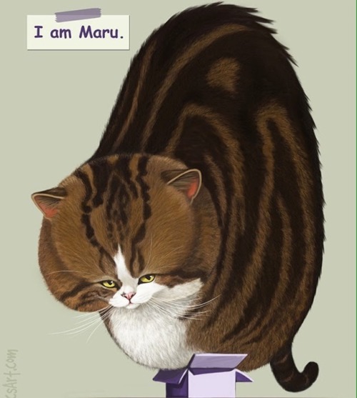 charreedart:Famous Friday: @maru_the_cat! Maru is super famous for loving boxes, especially trying t