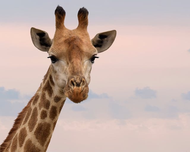A giraffe (head and top of neck only) looks curiously or perhaps skeptically at the viewer against a soft pastel sunset or sunrise sky.