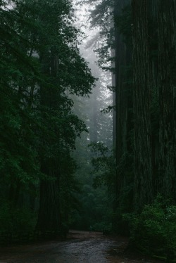 hawxr:  Coastal Redwoods Forest Road by Craig