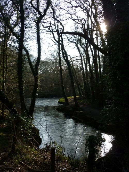 Bryngarw Country Park, March 2014