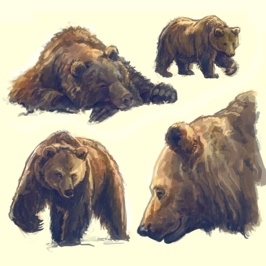 strijkdesign:Sharing some of my quick 30 minute animal studies again. hope you enjoy these bear sketches.⠀