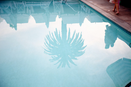 hawaiiancoconut:Baby blue pool & palm, Beverly Hills Hotel, by Emily Faulstich. 